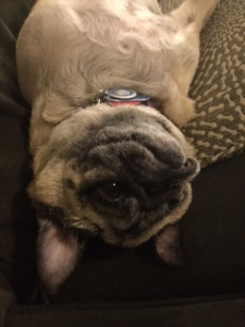 An upside down photo of Bloger Rachaels dog, a pug named Ginger.