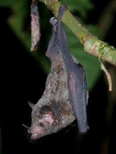 A photo of a long tongued bat from COsta Rica