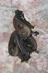 a ohotograph of Indiana bats roosting in a cave.