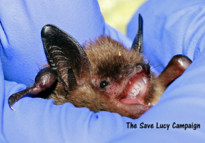 A photograph of a littel brown bat who lives at Save Lucy headquarters.