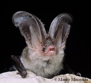 A photo of a Sardinian long eared bat