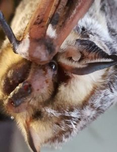 A photograph of a hoary bat titling her head