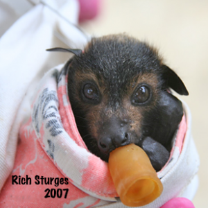 A photo of a spectacled flying fox pup with a dummy for a pacifier