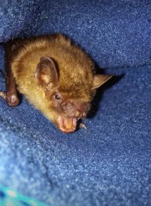 A photo pf a big brown bat in mid chew