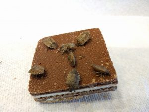 A photograph of a cookie with stink bugs in it