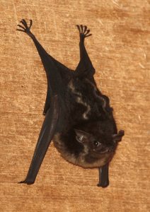 A photograph of a greater sac winged bat