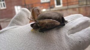 A photo of a gray long eared bat discovered in Devon.