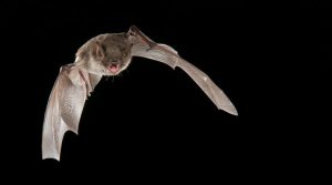 A photograph of a flying whiskered bat by Paul van Hoof.
