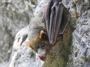 A great photo of a Mexican long-nose bat.