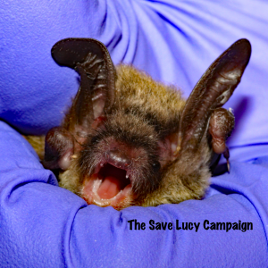 A photograph of a somewhat cranky northern long-ear bat