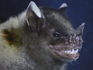 A photo of Sturnira adrianae, a newly described bat species