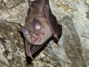 A photograph of a greater horseshoe bat from a US military base in Germany