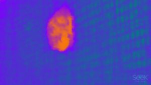 A thermal image of a red bat taken at The Save Lucy Campaign