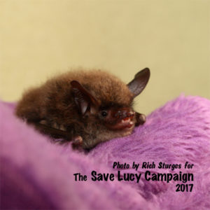 A photograph of a northern long in rehabilitation at the Save Lucy Campaign headquarters.-ear bat