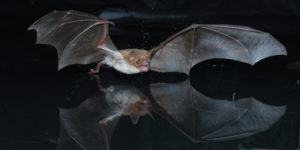 A photograph of a Mexican fishing bat using its feet to capture fish over a pond.