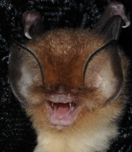 A photo of a Mexican funnel eared bat