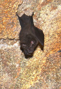 A photograph of a horseshoe bat, on wich some researchers are basing robots