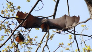 A photograph of a gray headed flying fox stretching its wings.