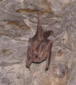 A photo of a California leaf nosed bat hanging on a natural surface. Photo by the National Park Service.
