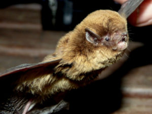 A photograph of a chocolate wattled bat