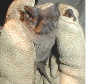 A photograph of the face of a pocketed freetail bat. It