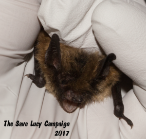 A photograph of the face of a small footed bat that stayed at Save Lucy this past spring. 