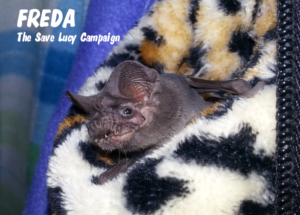A phtograph of Freda, a freetail bat loking out of her favorite fluffy, leopard spotted pouch.