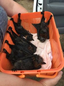 A photograph of baby flying foxes rescued during a fatal heat event. The babies are resting in a basket.
