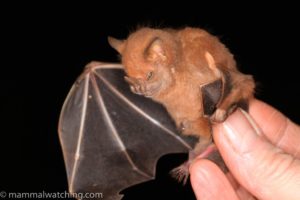 A photo of a grumpy little Cuban Fruit Eating Bat . This photo is from mammalwatching.com, a wonderful blog site about fascinating places and the mammals that live there. 