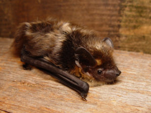 A photograh of a northern bat