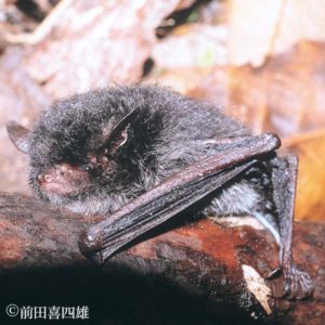 A photograph of a frosted myotis from Kyoto Prefecture, Japan.