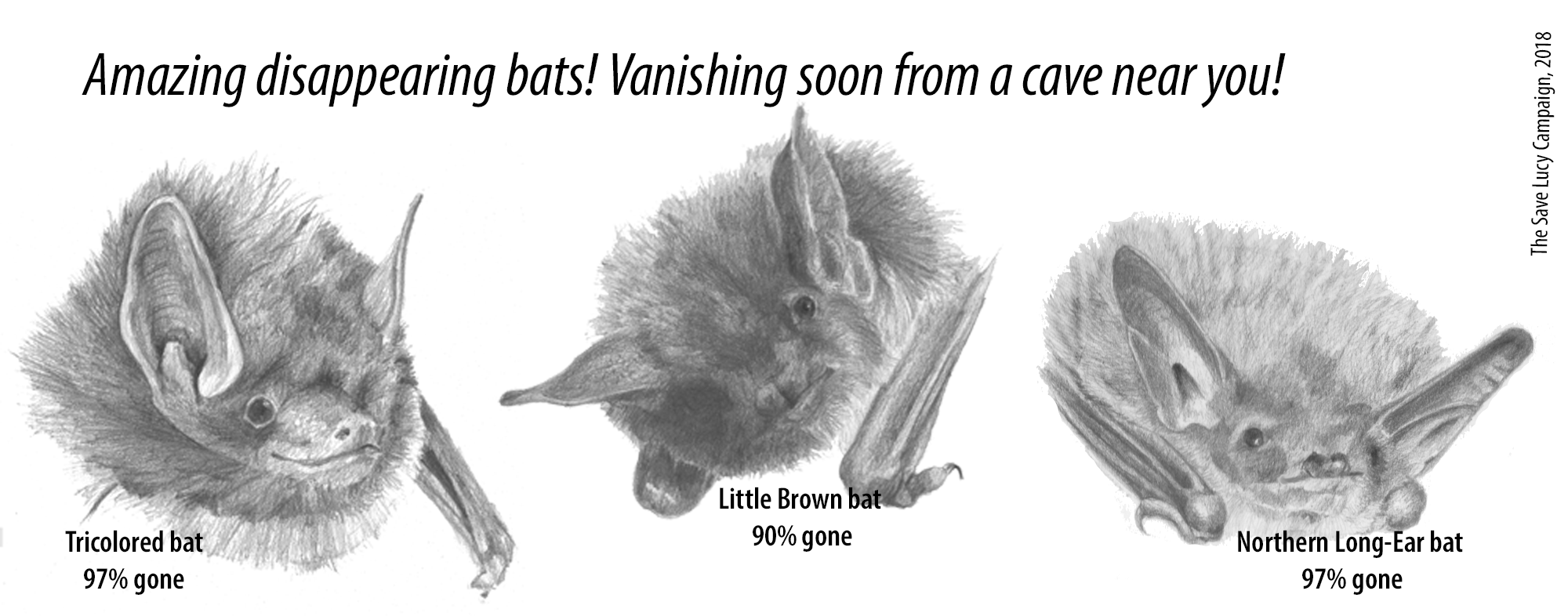 Pencil drawings of a tricolor bat, a little brown bat, and a northern long-ear bat, with the caption "Amazing disappearing bats! Vanishing soon from a cave near you!"