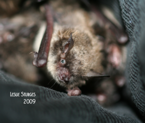 A photograph of a juvenile little brown bat taken at Save Lucy in the summer of 2009.