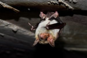 A photograph of a roosting greater mouse eared bat.