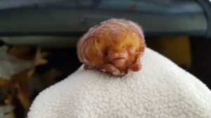 A photograph of an adorable red bat