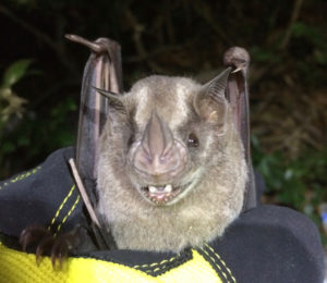 A photograph of the first Jamaican fruit bat bat fouond on St. Thomas since the hurricanes.
