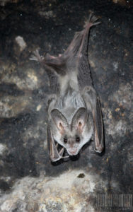 A photograph of a beautiful false vampire bat hanging from a cave wall.