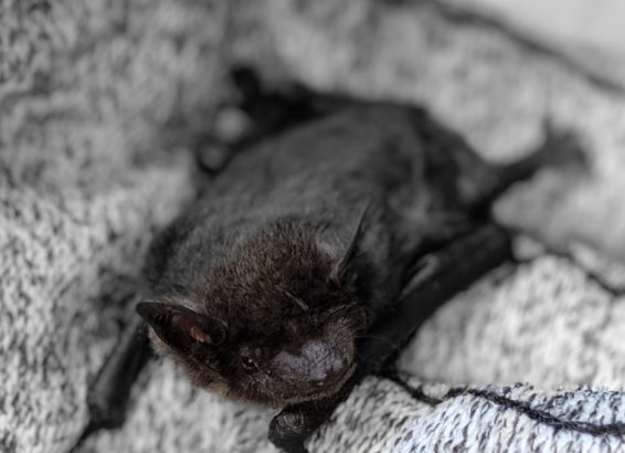 Evening bat perched on a grey cloth