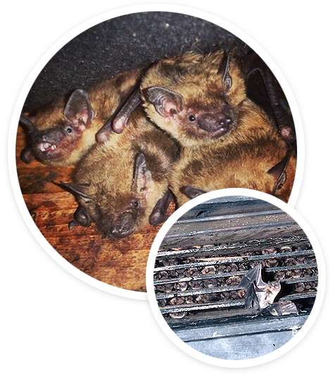 Help Bats Bat Conservation And Rescue Of Virginia 9702